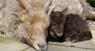 Almond Valley 2 Rare Breeds Survival Trust awards first ever RBST Education Accreditation