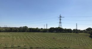 Copy of e9e24a03 9c18 4d74 87f6 ca675f3b3d8f Growing a Greener Future: LapSafe® Launches Tree-Planting