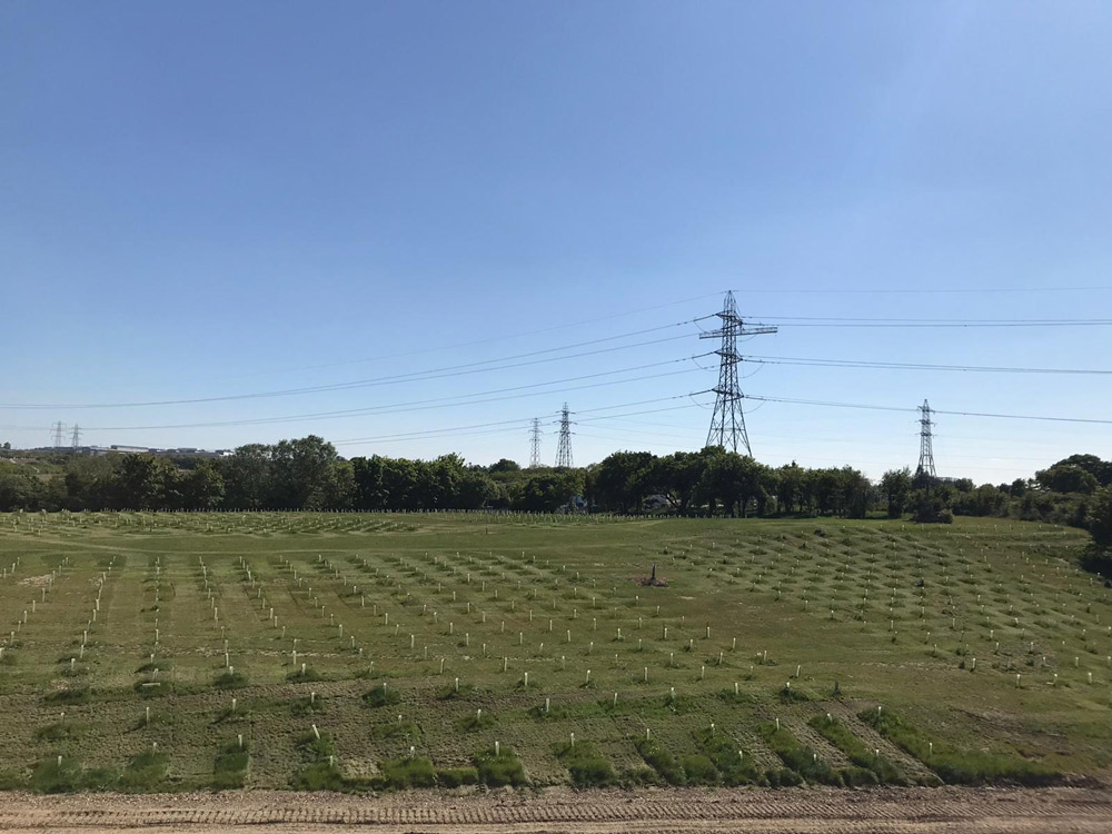 Copy of e9e24a03 9c18 4d74 87f6 ca675f3b3d8f Growing a Greener Future: LapSafe® Launches Tree-Planting